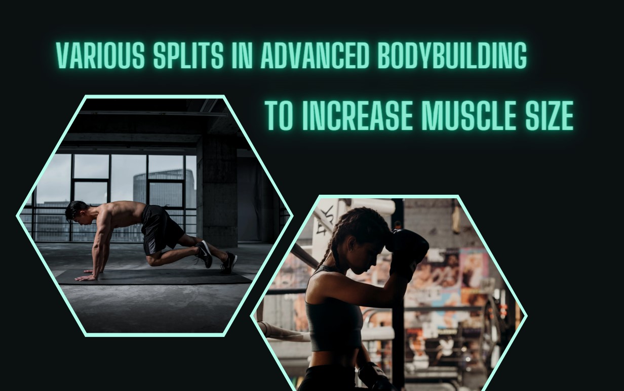 increase muscle size